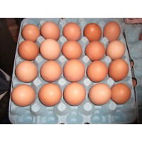 Partridge Wyandotte Bantams